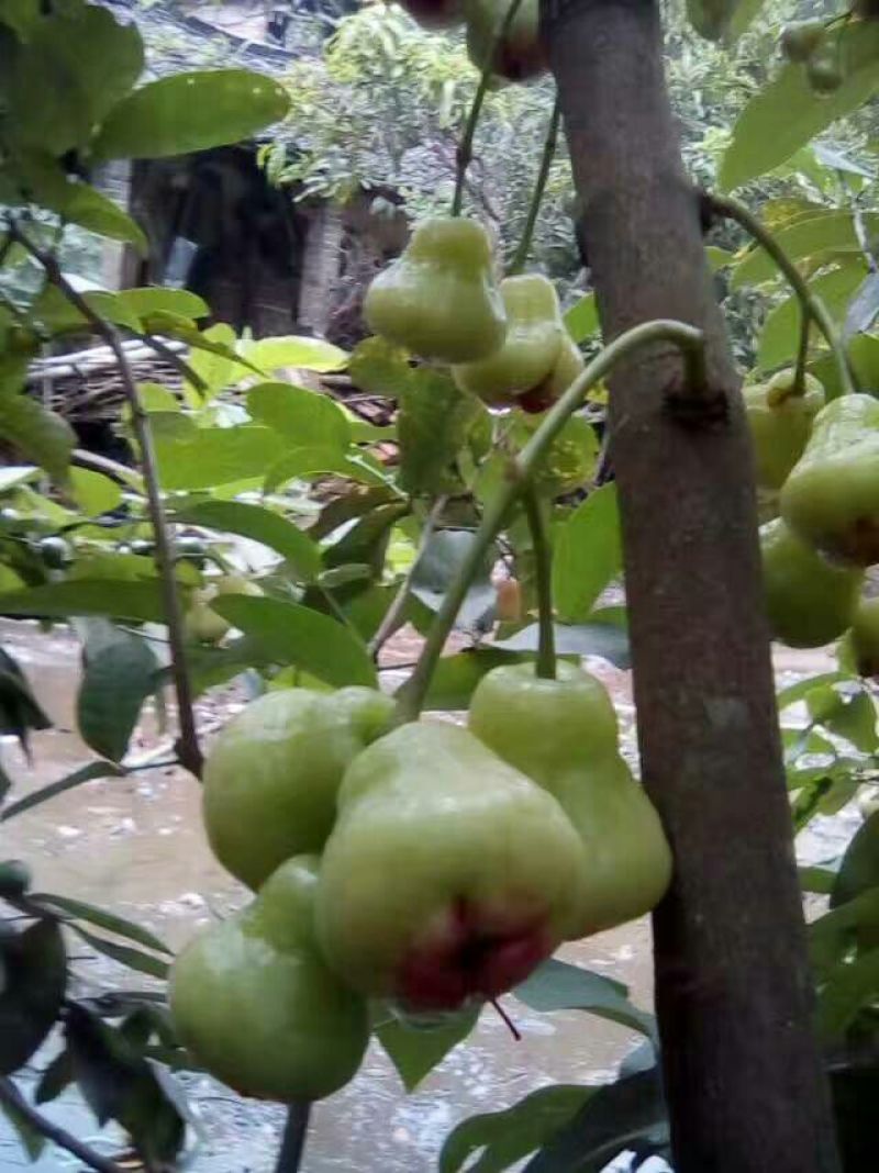 红莲雾果树苗