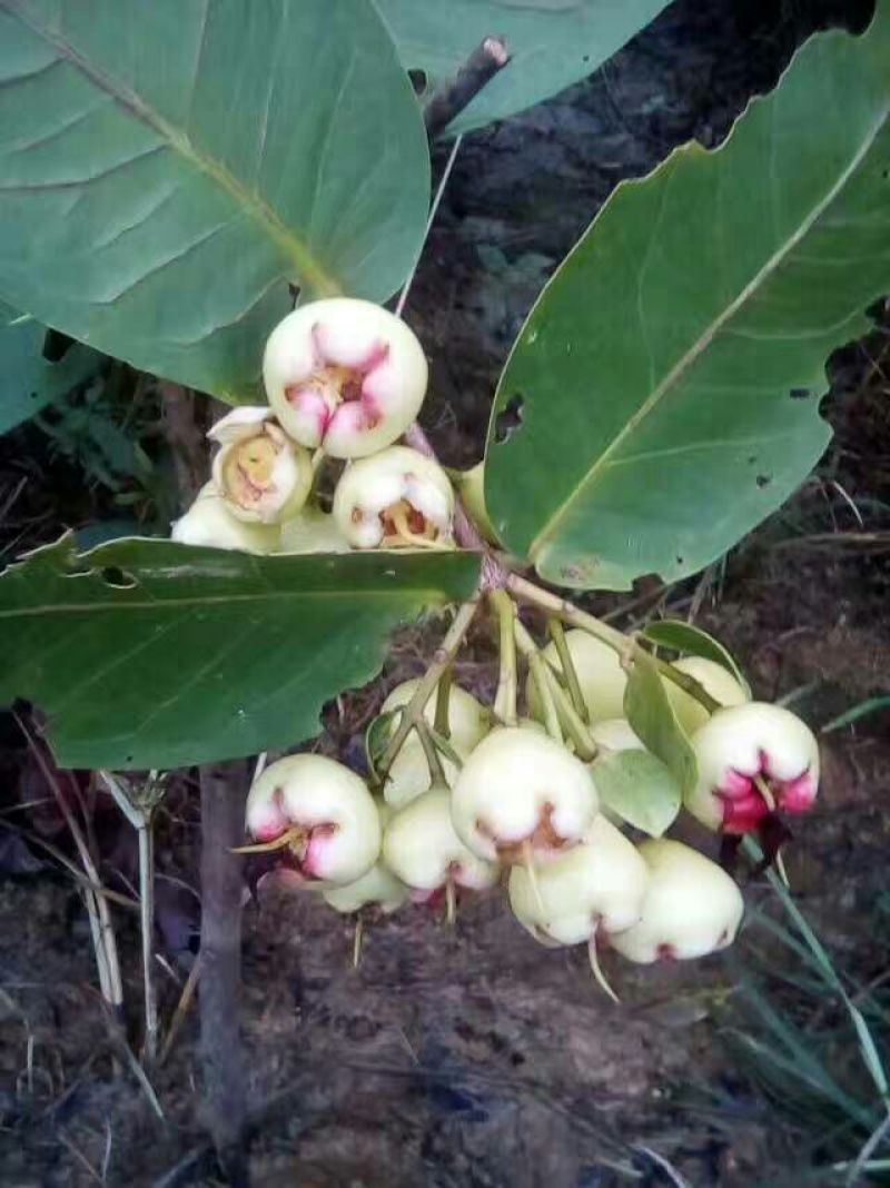红莲雾果树苗
