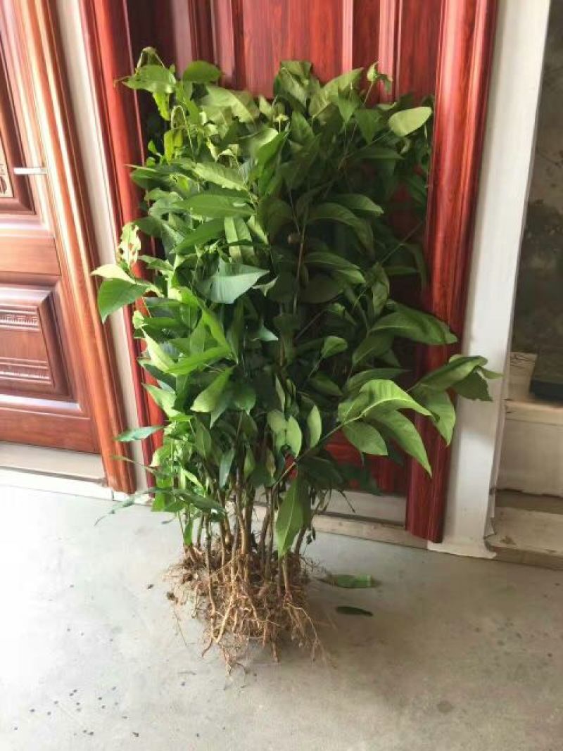 红莲雾果树苗