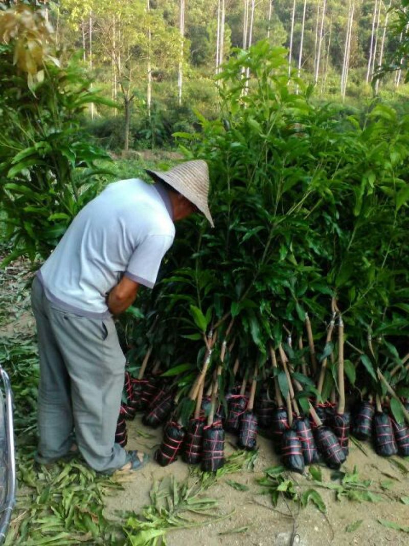 金煌芒树苗1~1.5m