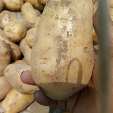 荷兰十五土豆精品4两以上
