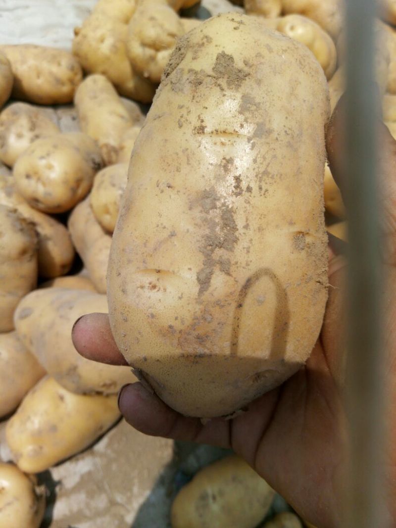 荷兰十五土豆精品4两以上