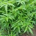 花椒苗1~2年物好价廉，自产自销