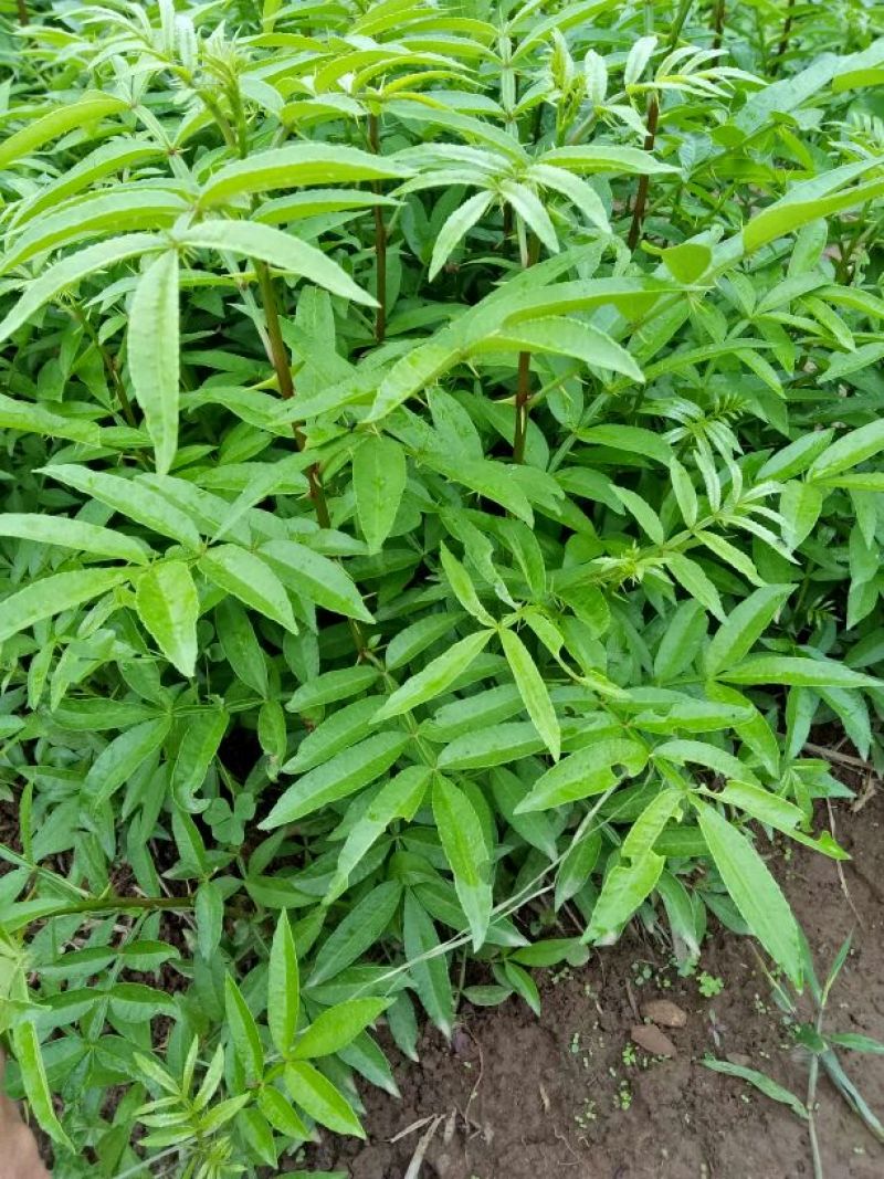 花椒苗1~2年物好价廉，自产自销