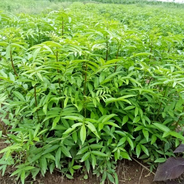 花椒苗1~2年物好价廉，自产自销