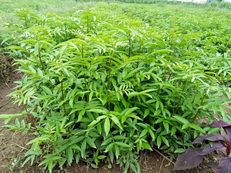 花椒苗1~2年物好价廉，自产自销