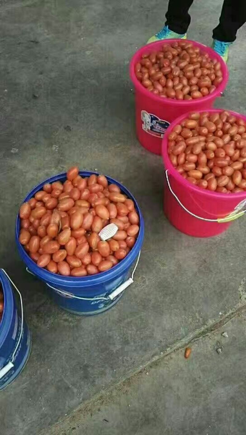 羊奶果苗