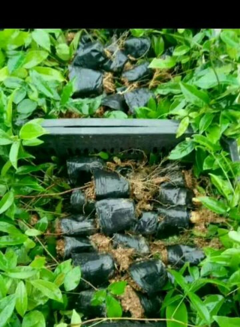 牛大力种苗15~30cm