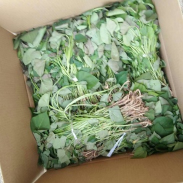 烟薯25红薯苗，原种苗，蜜薯苗，订单回收15~25cm