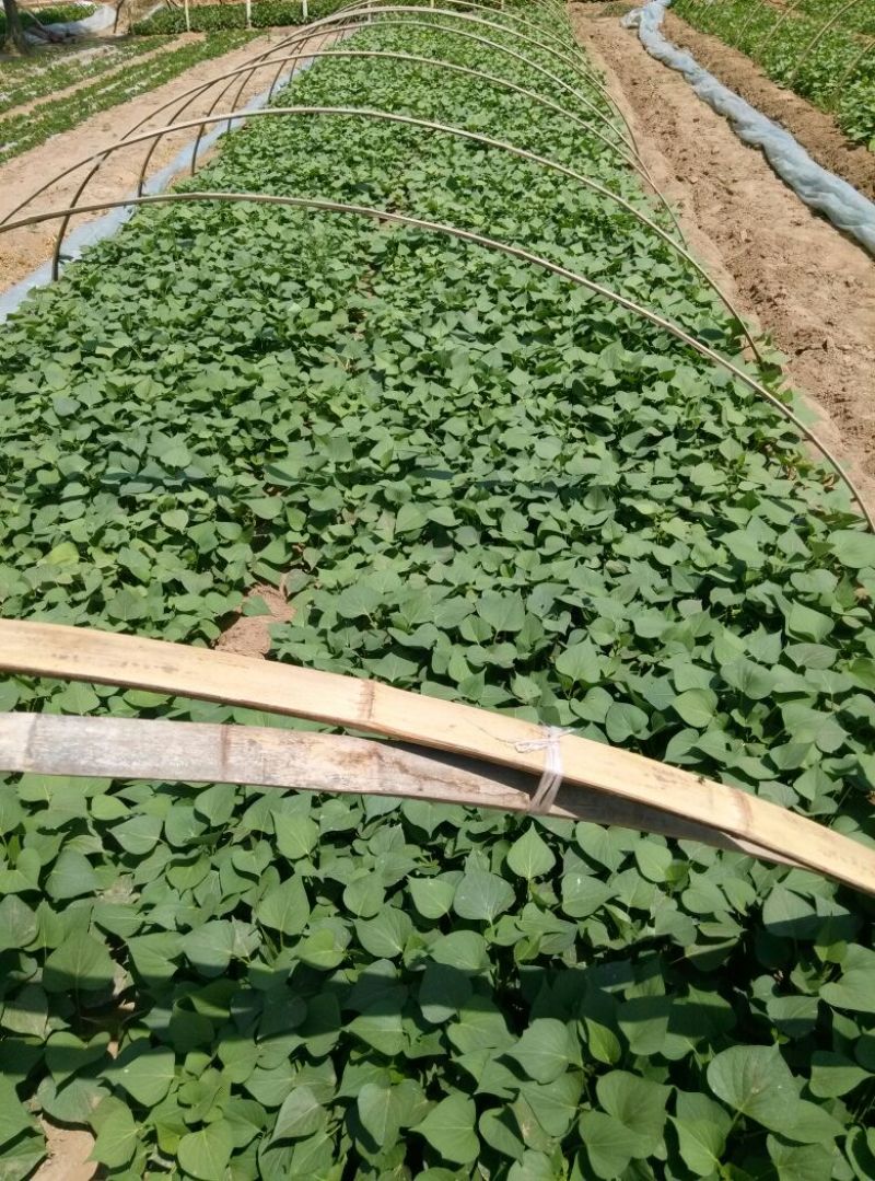 龙薯九号红薯苗15~25cm