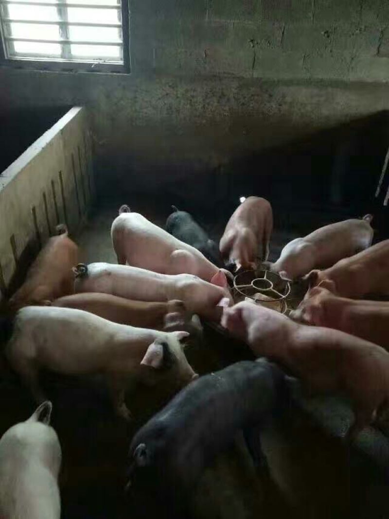 广西博白县生猪，检疫齐全，货源充足，长期合作