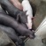 广西博白县生猪，检疫齐全，货源充足，长期合作
