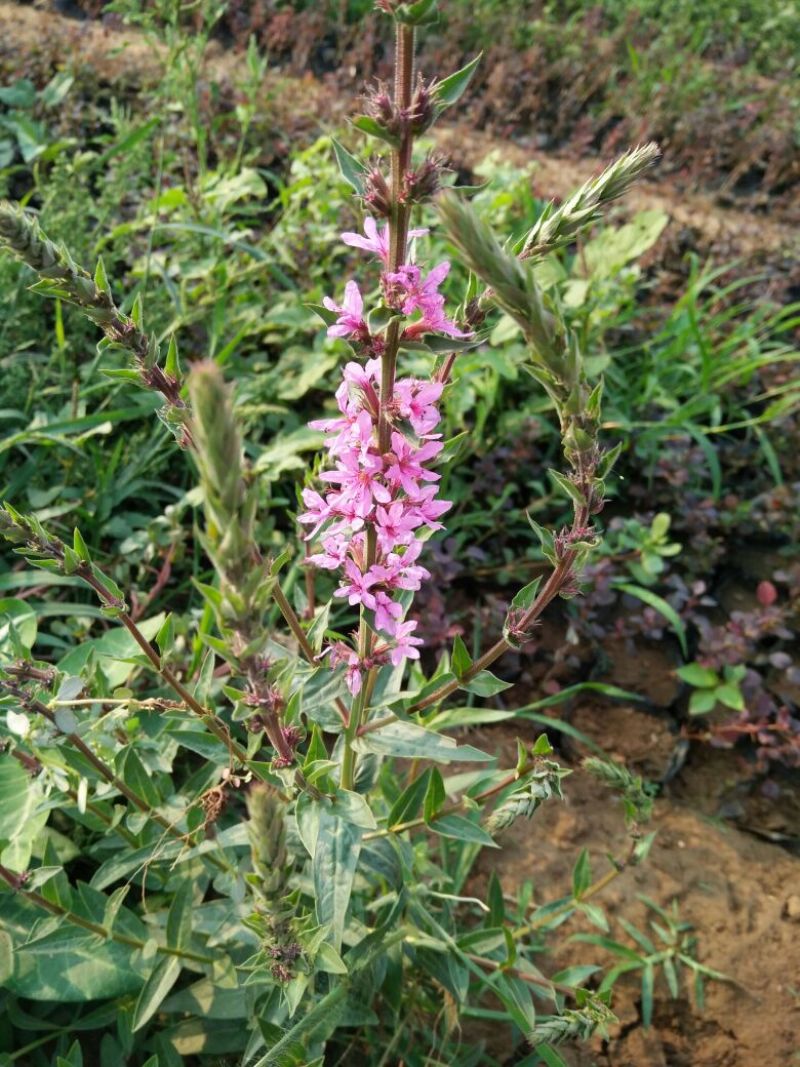 千屈菜盆花货源充足，价格便宜