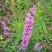 千屈菜盆花货源充足，价格便宜