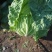 大白菜黄心，泡菜，酸菜厂，物美价廉。