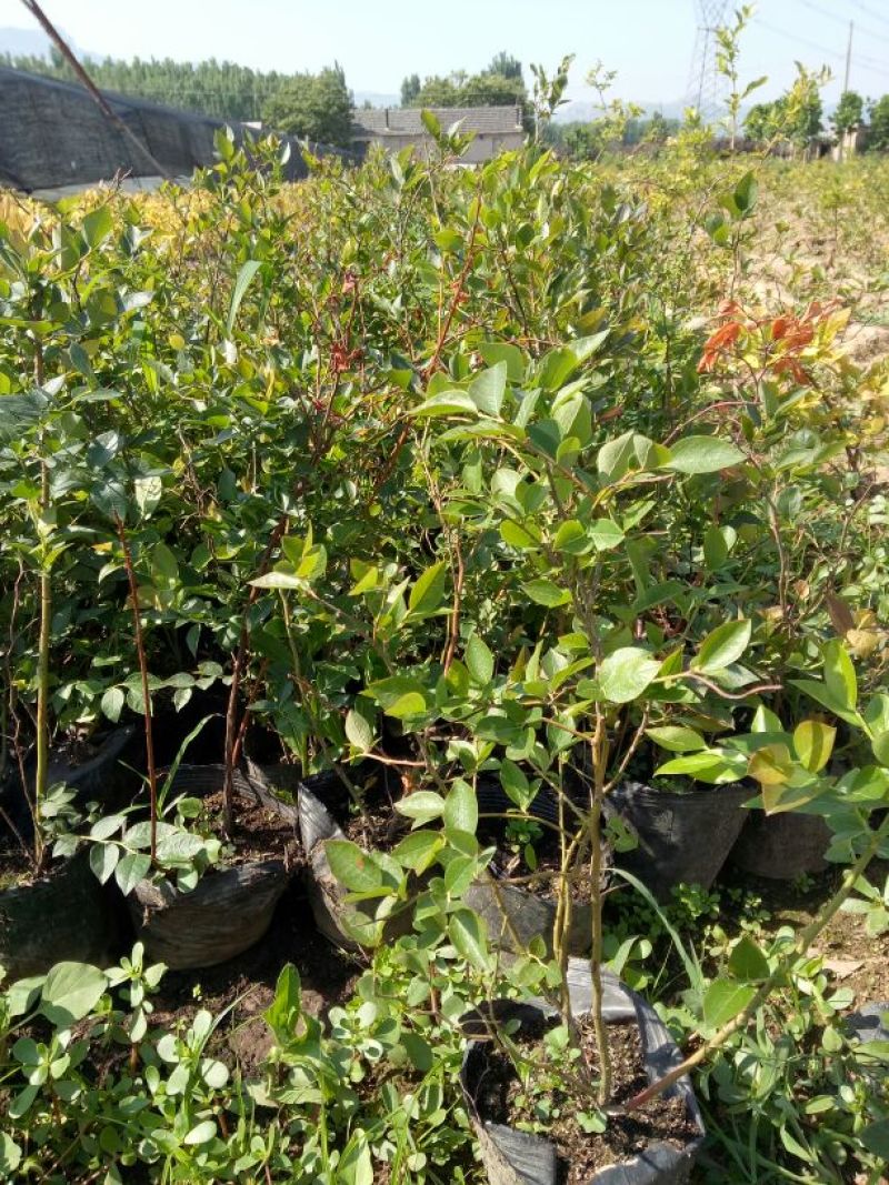 蓝莓苗30~50cm2年以上