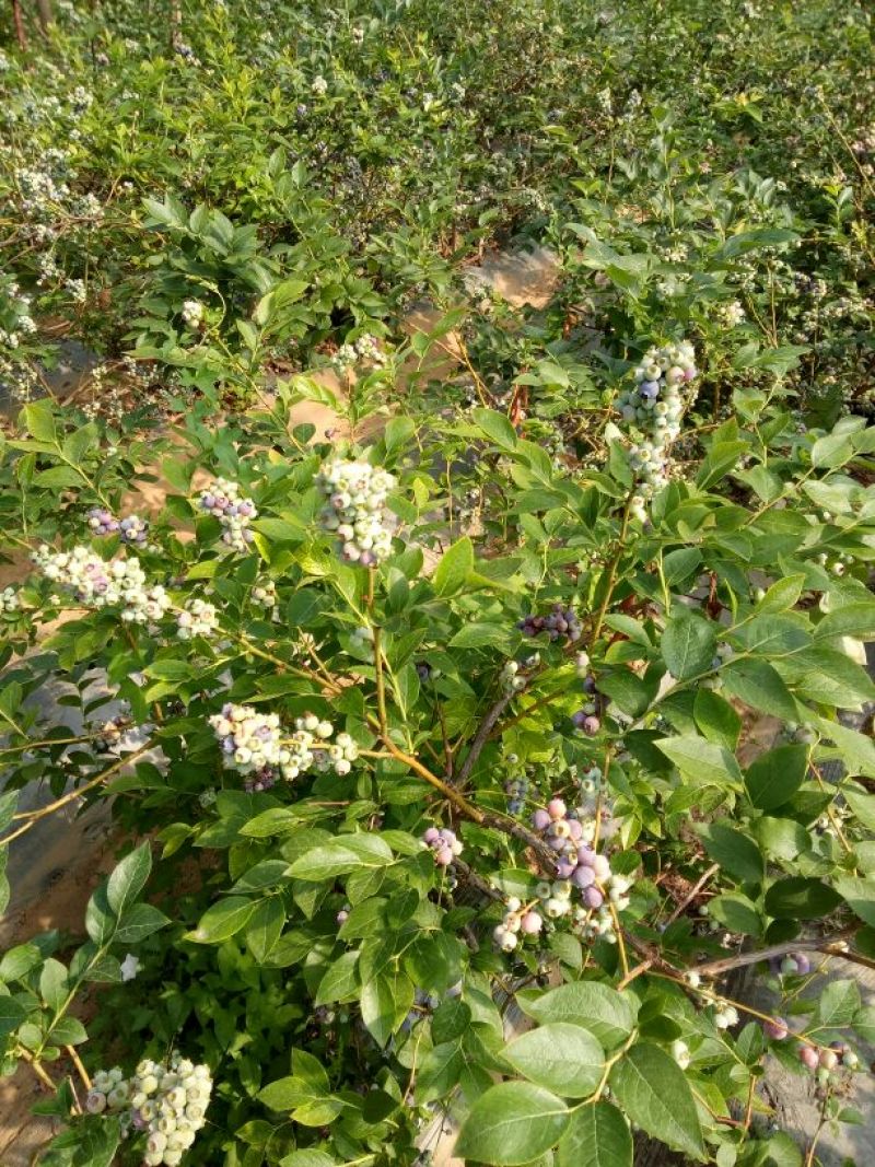 蓝莓苗30~50cm2年以上