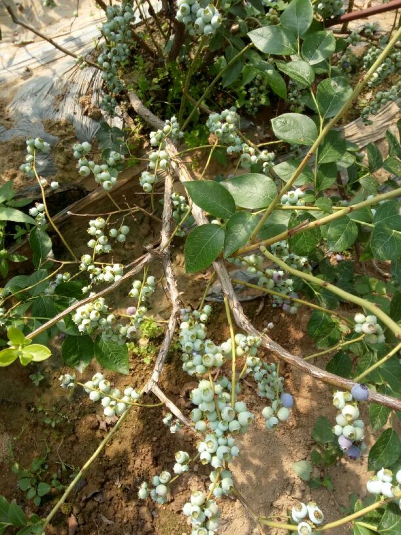 蓝莓苗30~50cm2年以上