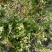 蓝莓苗30~50cm2年以上