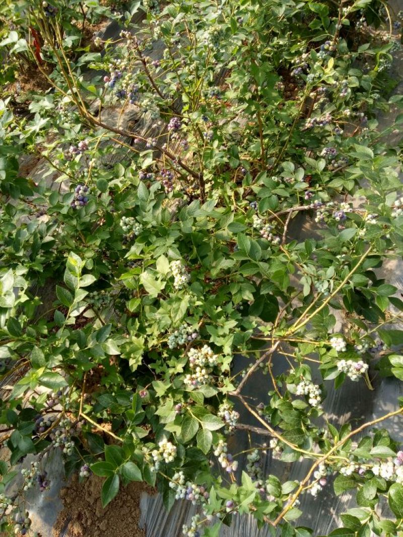 蓝莓苗30~50cm2年以上