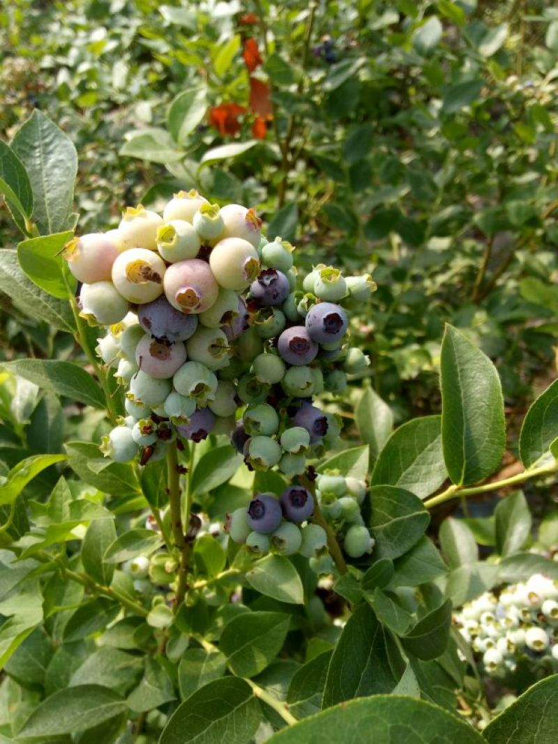 蓝莓苗30~50cm2年以上
