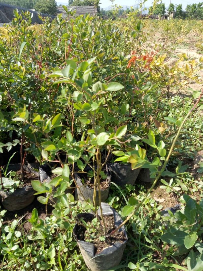 蓝莓苗30~50cm2年以上
