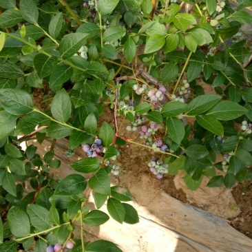 蓝莓苗30~50cm2年以上