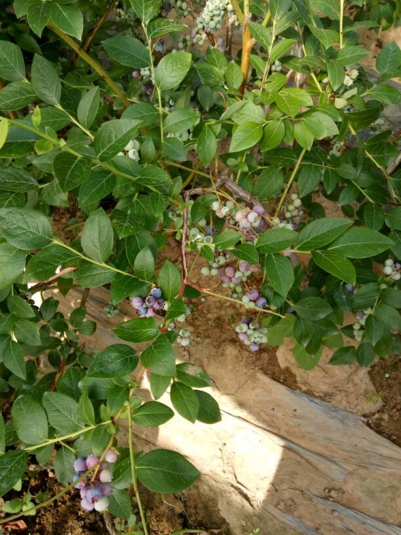 蓝莓苗30~50cm2年以上