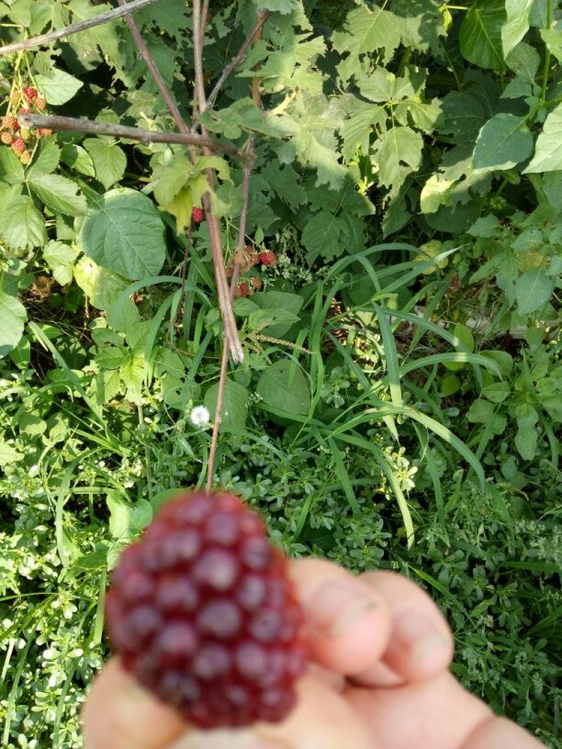 双季树莓苗30~50cm