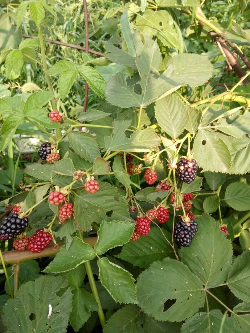 双季树莓苗30~50cm