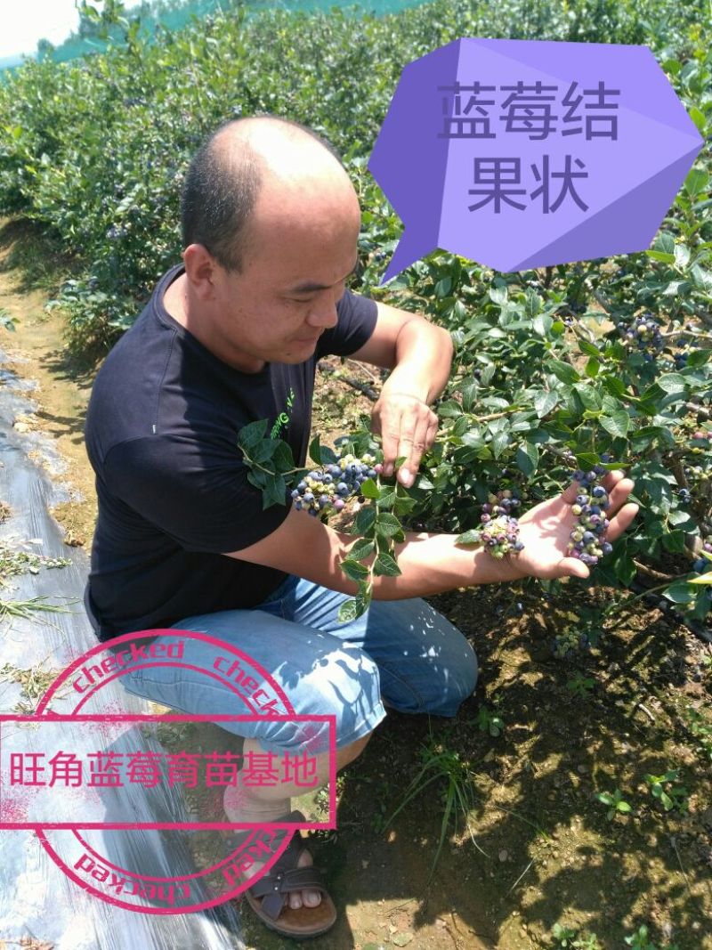 蓝莓苗三年蓝莓苗，能结果的