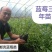 蓝莓苗三年蓝莓苗，能结果的