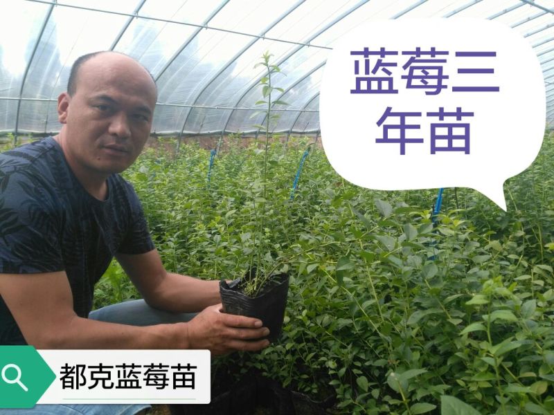 蓝莓苗三年蓝莓苗，能结果的