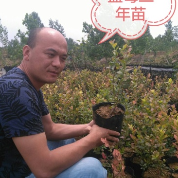 蓝莓苗三年蓝莓苗，能结果的
