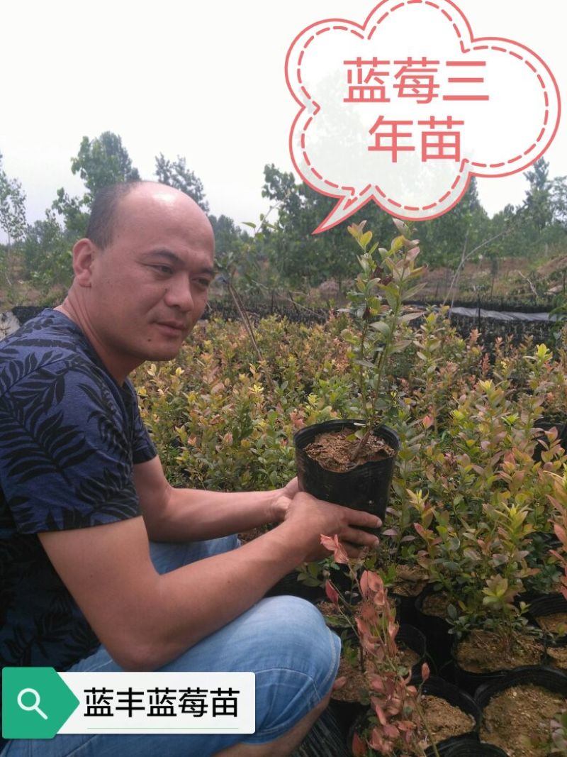 蓝莓苗三年蓝莓苗，能结果的