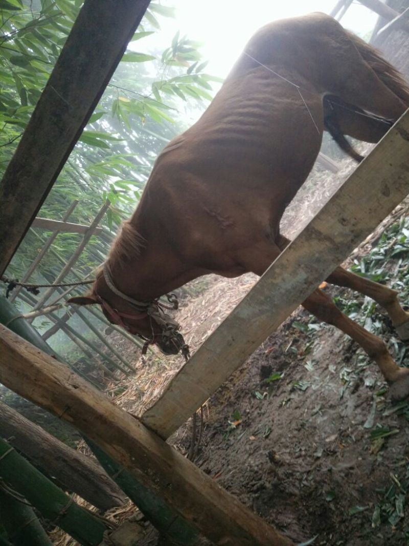 肉马600kg以上