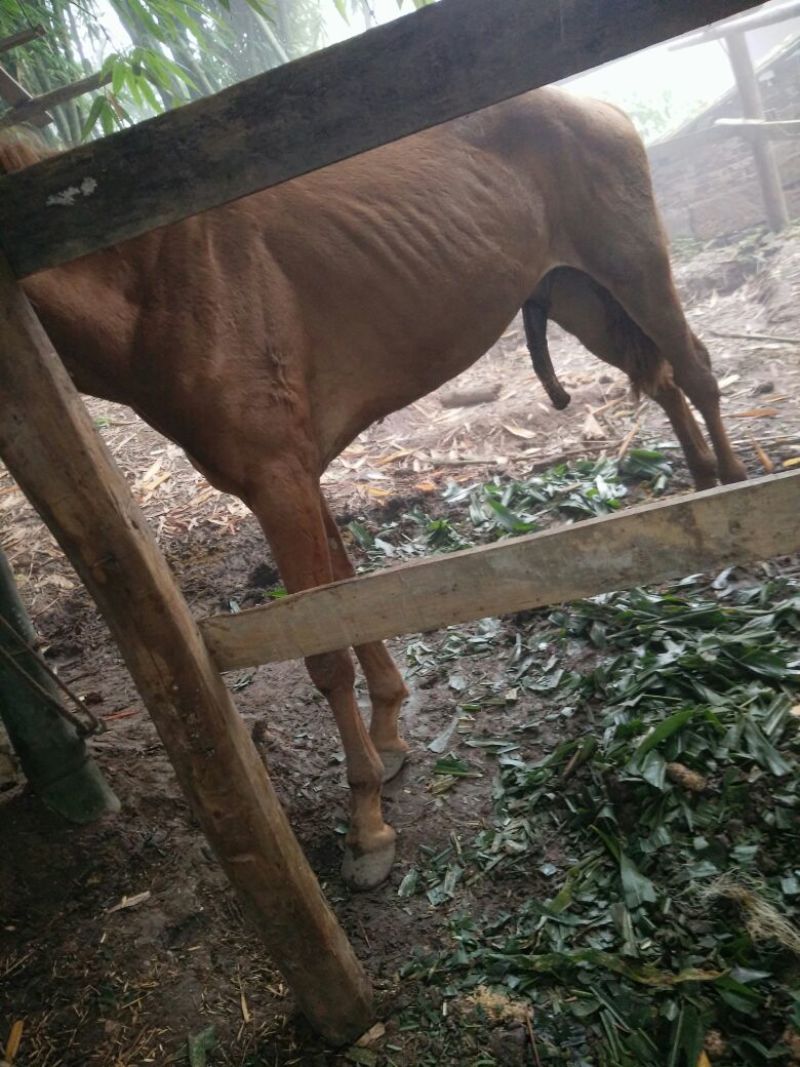 肉马600kg以上