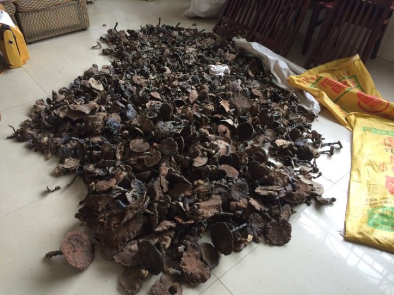 广西纯野生黑灵芝新货大山深山老林之中纯野生资源