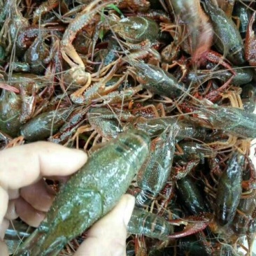 青虾