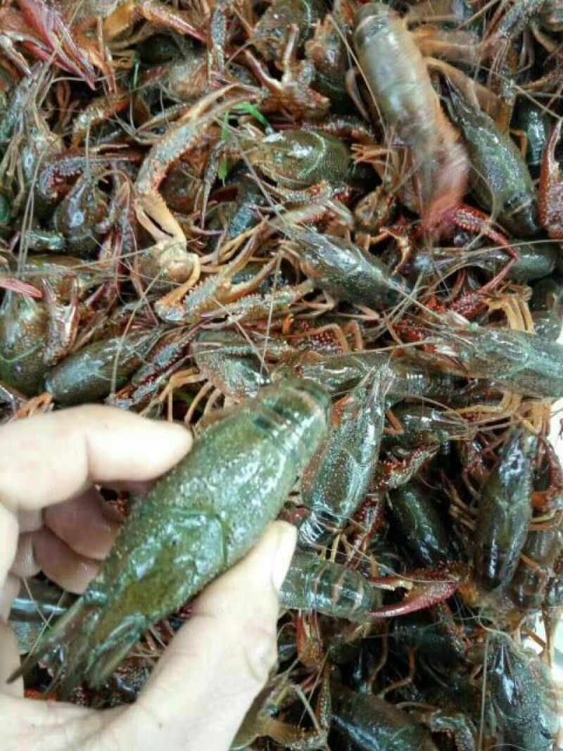 青虾