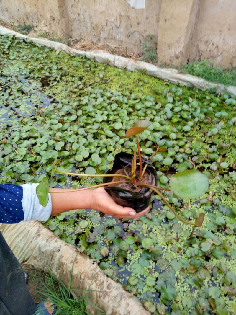 睡莲20~30cm