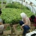 红芭拉蒂葡萄苗1年30~50cm优质葡萄苗批发