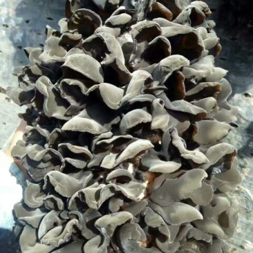 黑木耳菌棒
