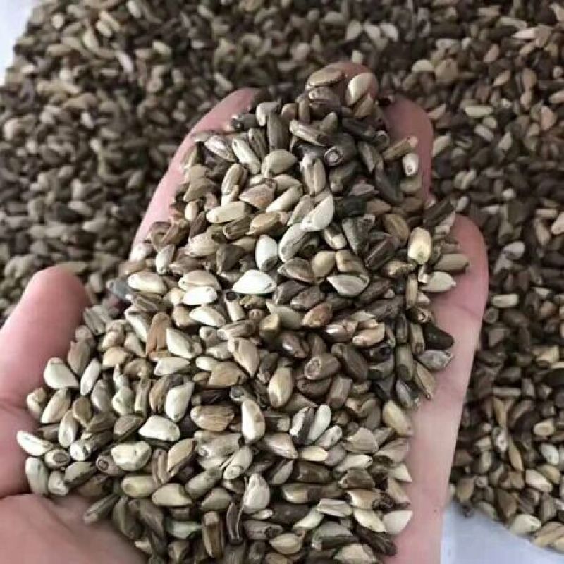 墨西哥玉米草种牧草种籽四季养殖多年生再生进口猪牛羊兔畜禽
