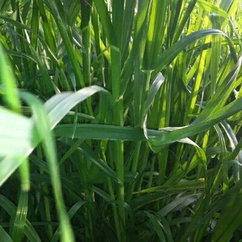 墨西哥玉米草种牧草种籽四季养殖多年生再生进口猪牛羊兔畜禽