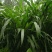 墨西哥玉米草种牧草种籽四季养殖多年生再生进口猪牛羊兔畜禽