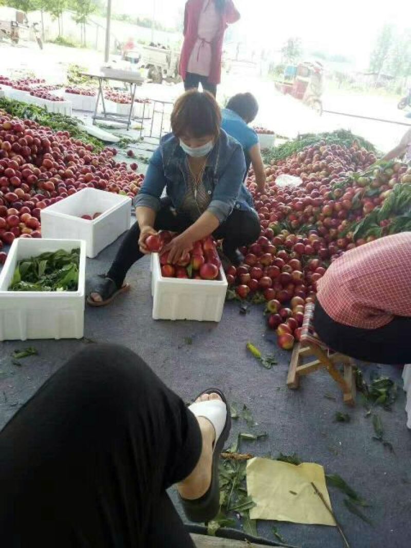 安徽砀山县油桃黄肉脆甜，硬度好，产地直销，货源充足