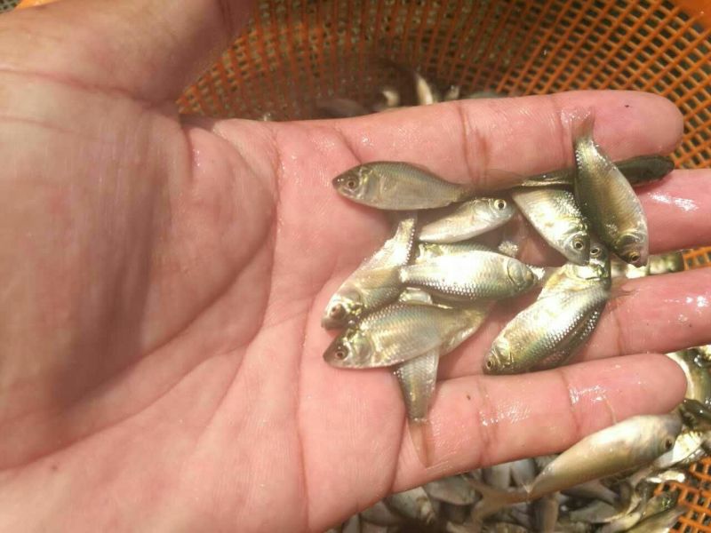 鲫鱼海大百容鲫鱼，