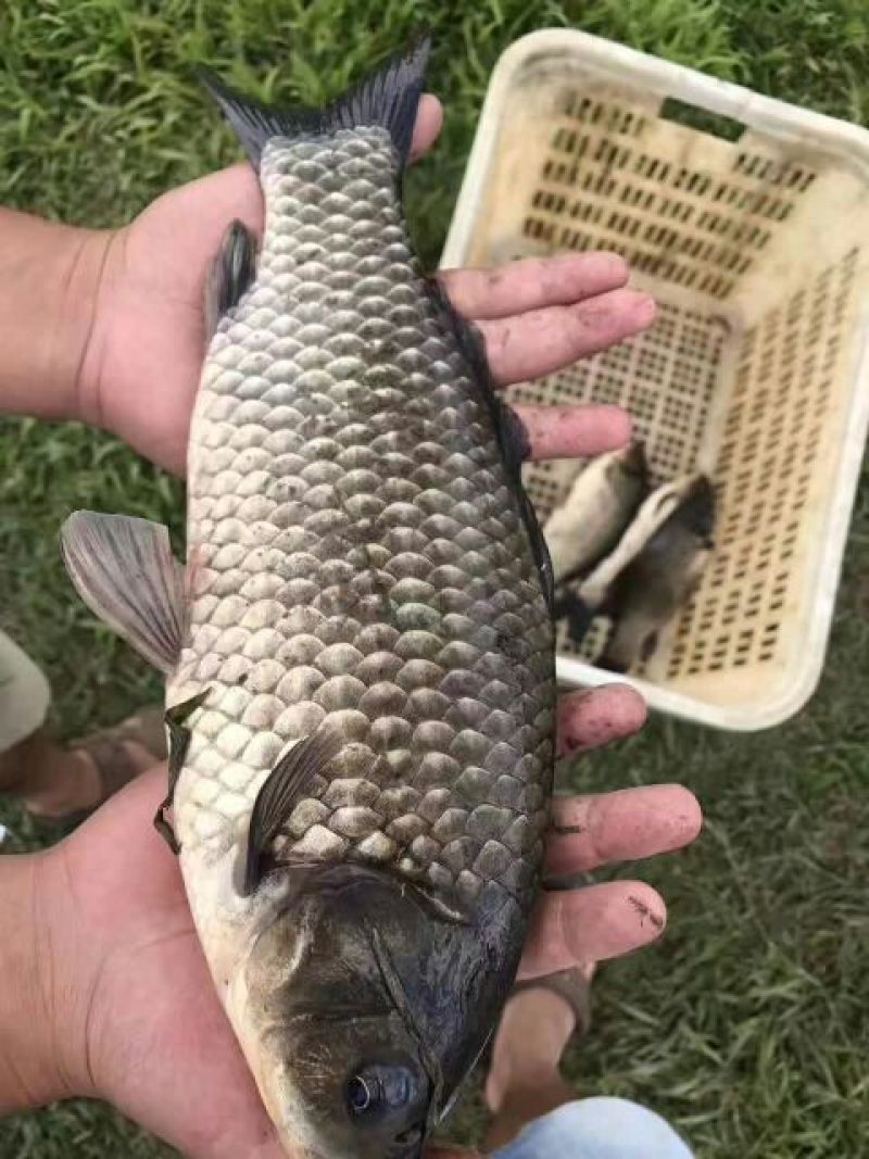鲫鱼海大百容鲫鱼，