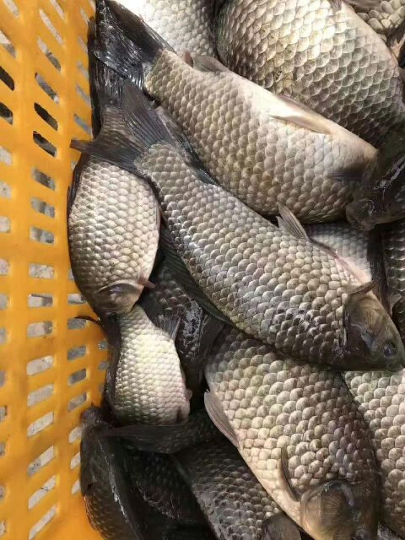 鲫鱼海大百容鲫鱼，